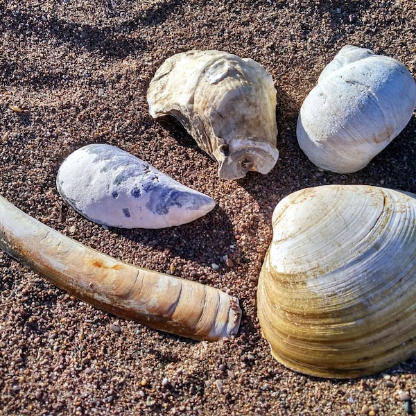 Coquillage très large lot de 5 / Coquillage du Canada / Huitre, moule, palourde, couteau de mer, bigorneau / Pour décorations / pour mariage