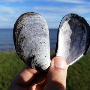 May include: A close-up of two blue and white seashells, one open and one closed, held in a hand against a background of blue water and green grass.