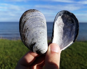 Large mussel shell lot, Natural blue mussel shells, for craft, decoration