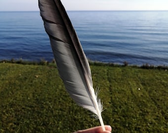 Real seagull feather from Canada