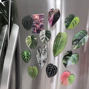 Rare Plant Magnet - Plant Gifts - Plant Parent - Monstera Fridge Magnets -  Gloriosum - Anthurium - Houseplant Magnets