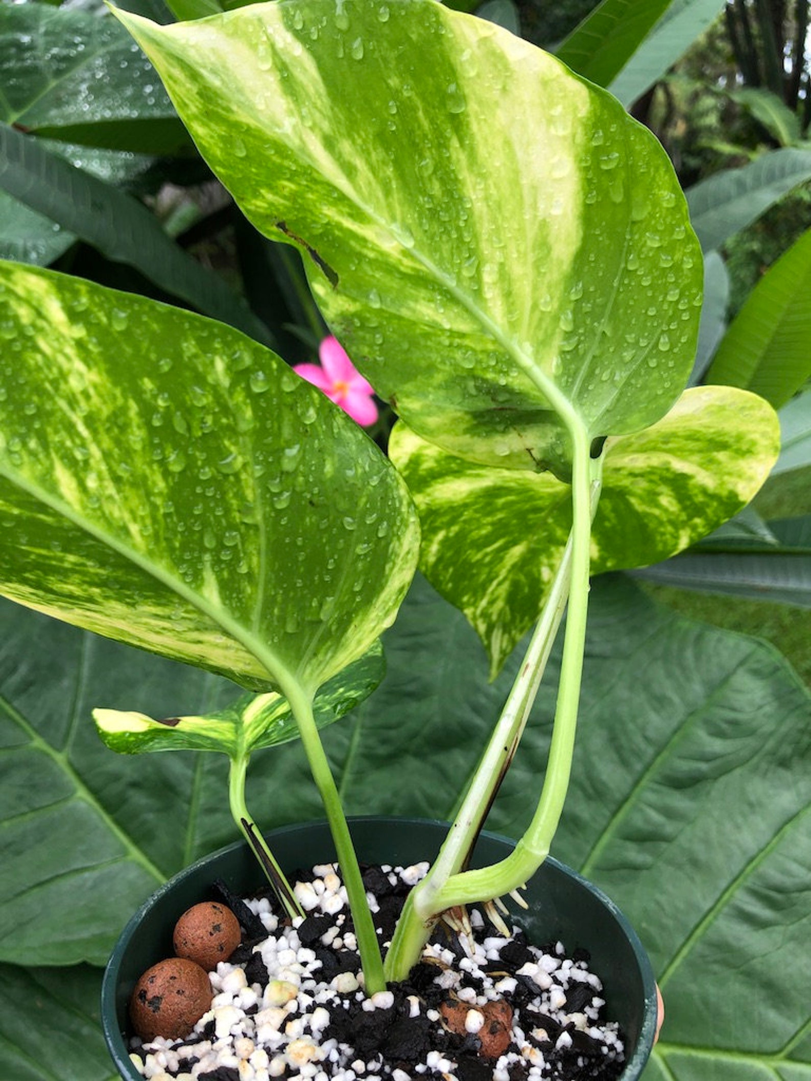 Rare Giant Hawaiian Pothos Fully Rooted LIVE PLANT 4 Leaf Etsy