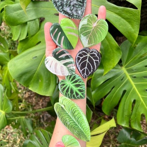 Plant Phone Grip - Monstera Phone Stand - Anthurium - iPhone Accessories - Rare Plant - Gloriosum - Phone Ring - RETRACTABLE ARM BASE