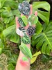 Plant Phone Grip - Monstera Phone Stand - Anthurium - iPhone Accessories - Rare Plant - Gloriosum - Phone Ring - RETRACTABLE ARM BASE 