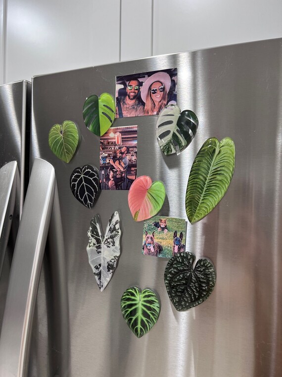 Rare Plant 1 Pc Plant Gifts Plant Parent Etsy