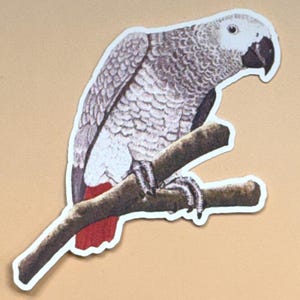 African Grey Parrot Sticker: Nora, Vinyl Decal for Laptop, Water Bottle