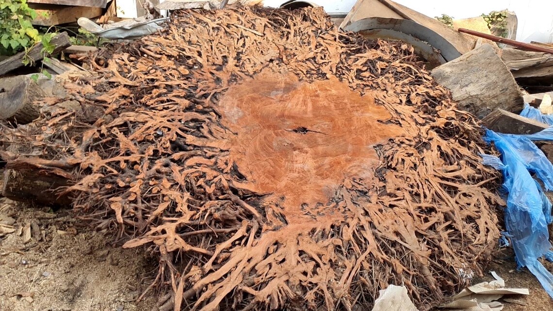 Tree Root Decoration ,tree Root Stand Decoration, Living Room