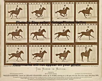 Old Vintage Antique Eadweard Muybridge Race Horse in Motion Running Wall Art Photo Picture Image