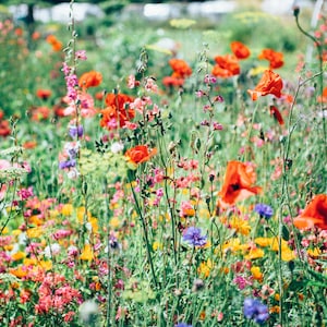 Wildblumen Fotografie Digital Download - Lebendige Blumen Kunst