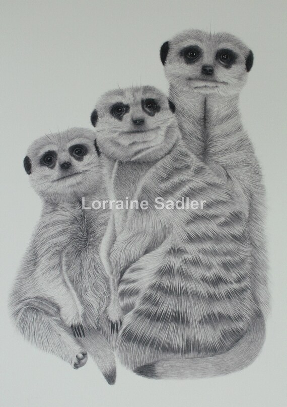 Meerkats Drawing Of Meerkats Animals Meerkat Print Fine Etsy