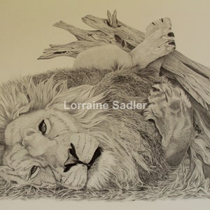 Lion, lion drawing, lion print, lazy lion, big cat, cat, wildlife art, african animals, animal art, lion art, animal lovers, cat lovers