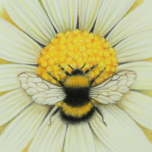 Bee & Daisy Greeting Card. Bumble bee resting upon a giant daisy, botanical painting, wildlife art