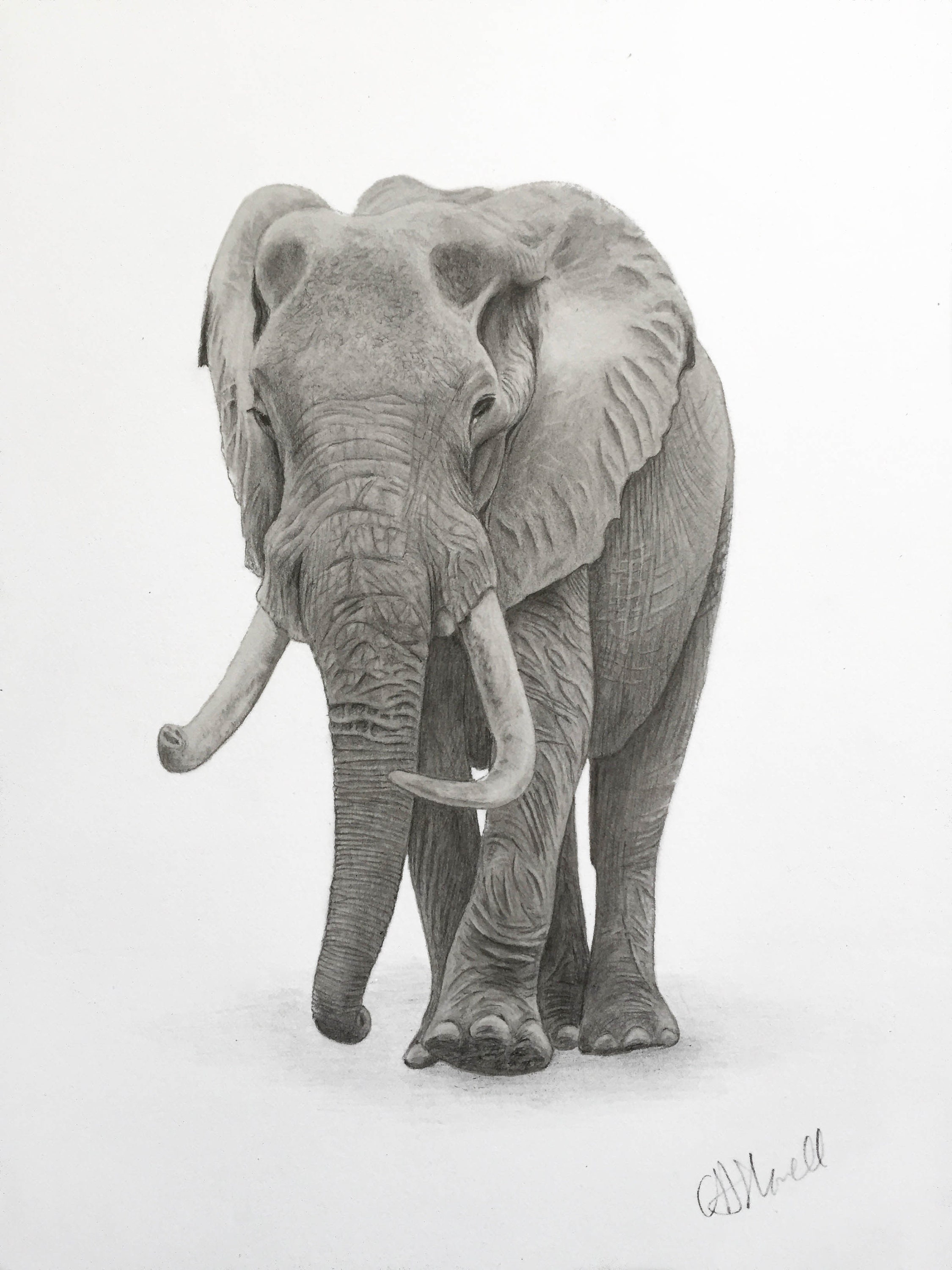 Elephant pencil sale sketch