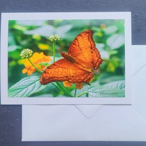 Vlinderwenskaart, vouwkaart, met envelop, kaart, lente, zomer, zonder tekst, wenskaart, universeel, dier, dier