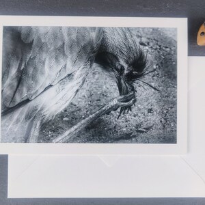 Wenskaart, vogel, vouwkaart, met envelop, kaart, vergiffenis, vergeten, rouw, dier, zonder tekst, wenskaart, laat