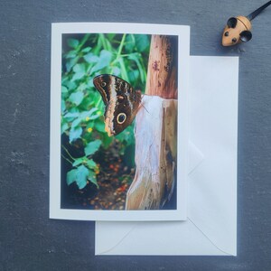 Vlinderwenskaart, vouwkaart, met envelop, kaart, lente, zomer, zonder tekst, wenskaart, universeel, dier, dier