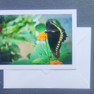 Vlinderwenskaart, vouwkaart, met envelop, kaart, lente, zomer, zonder tekst, wenskaart, universeel, dier, dier
