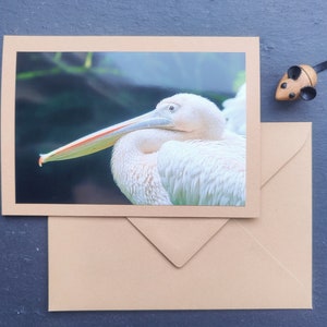 Wenskaart pelikaan, vouwkaart, met envelop, vogel, kaart, lente, zomer, dier, dier, zonder tekst, wenskaart, universeel