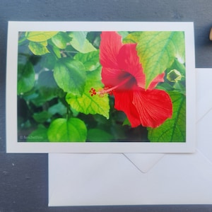 Wenskaart bloesem, vouwkaart, met envelop, hibiscus, kaart, lente, zomer, bloemen, bloem, zonder tekst, wenskaart, universeel