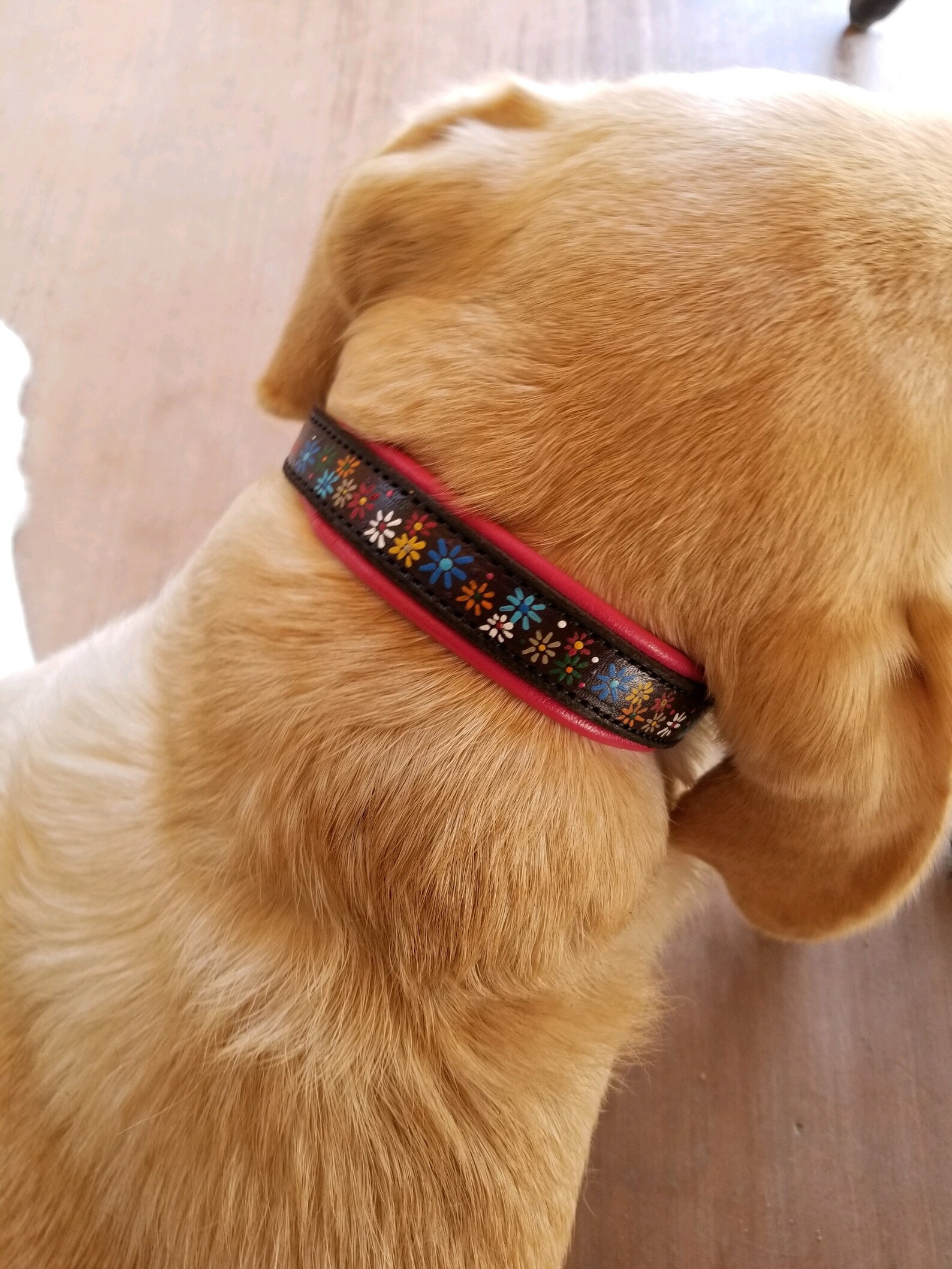 Dog Collar. Leather Hand Painted, 14 17 Neck. Made in the USA Etsy