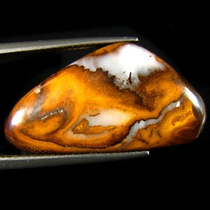 May include: A polished gemstone with a mix of colors, including white, brown, and orange. The stone has a smooth, glossy surface and is held by a pair of tweezers against a black background. The gemstone's unique patterns and colors are highlighted.