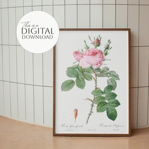 Rose illustration by Pierre-Joseph Redoute, Floral Printable Wall Art, multiples sizes Digital Downloads, Art Print, Vintage Botanical Decor
