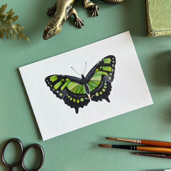 Malachite Butterfly, 6x4 Print, Watercolour Illustration, Butterfly Print