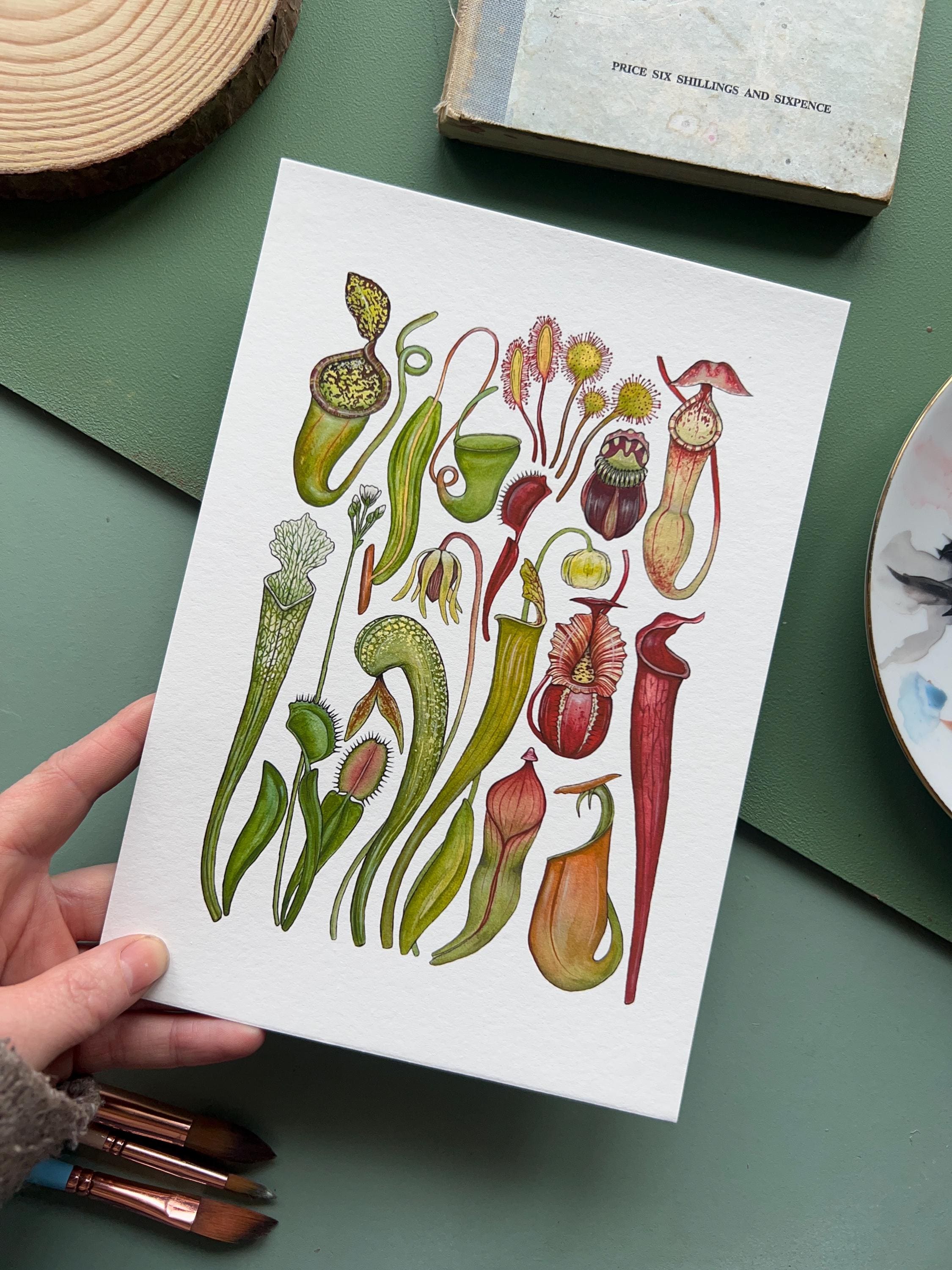 Carnivorous Plants Print, Botanical Watercolour Print