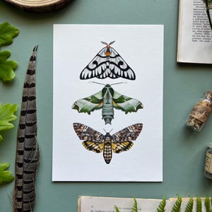 Moth Species, Watercolour Fine Art Print, Entomology