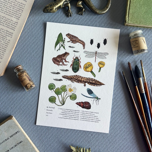 Pond Life Print, Watercolour Illustrations, A4 / A5, Nature Print, British Wildlife