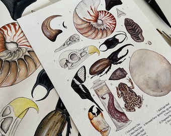 Natural Curiosities, Watercolour Fine Art Print, Scientific Art