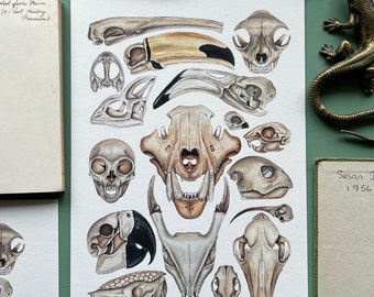 Skulls, Watercolour Fine Art Print, Natural History