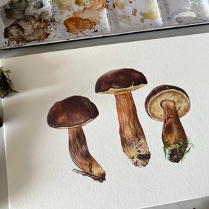 Bay Bolete Study, Print image 6