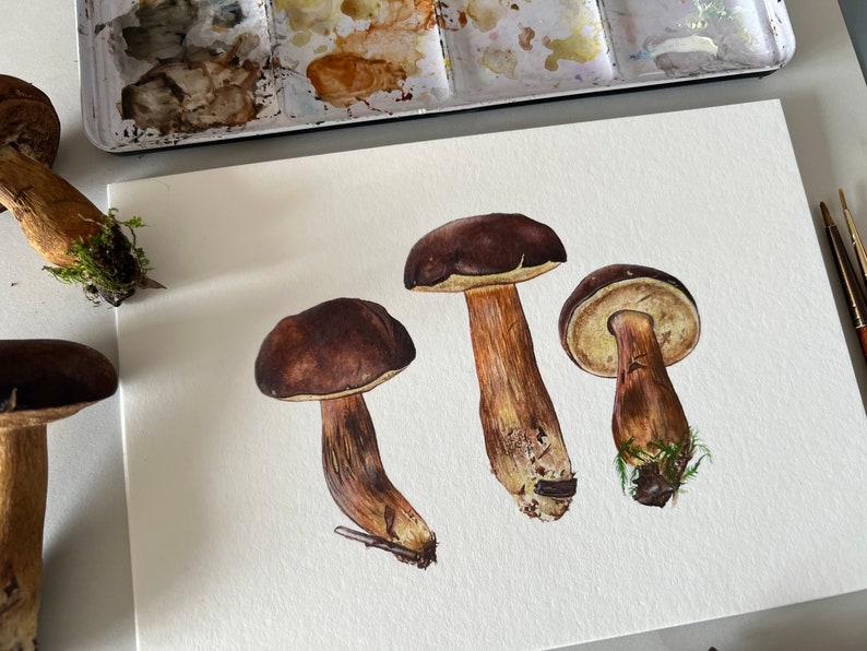 Bay Bolete Study, Print image 6