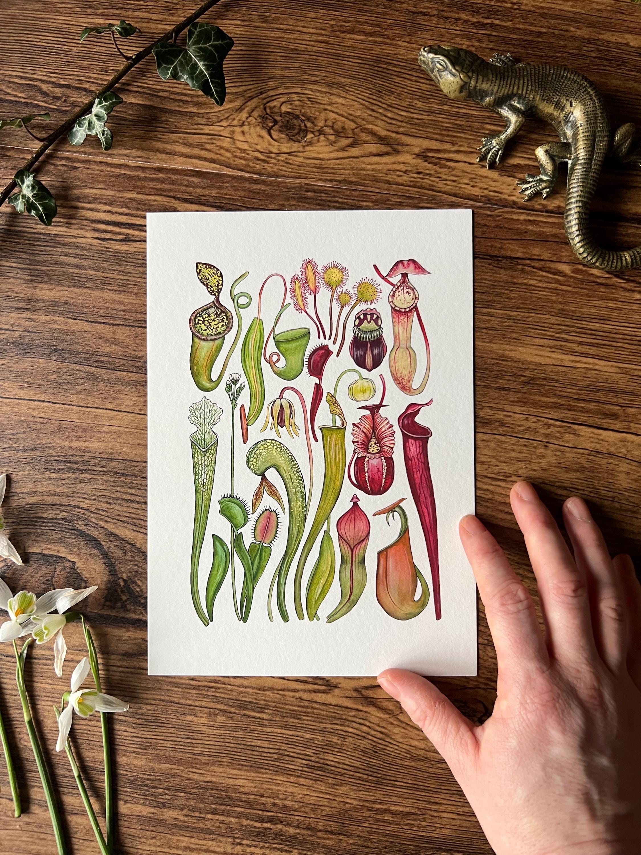 Carnivorous Plants Print, Botanical Watercolour Print - Etsy