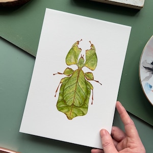 Aquarell Illustration, Riesenblatt Insekt, Entomologie