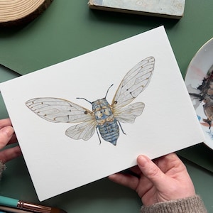 Geisterzikade Druck, Aquarell Illustration, Entomologie Fine Art Druck