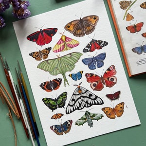 Moths and Butterflies, Watercolour Fine Art Print, Entomology