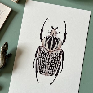 Goliath orientalis, Watercolour Fine Art Print, Entomology