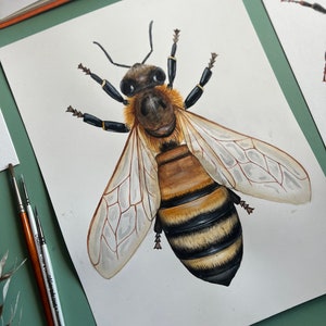 Original Honey Bee Watercolour Painting image 6