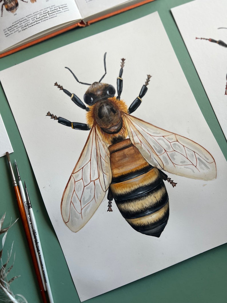 Original Honey Bee Watercolour Painting image 6