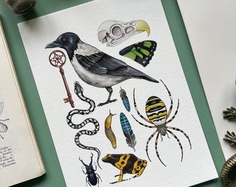 Witchey Watercolour Fine Art Print, Entomology