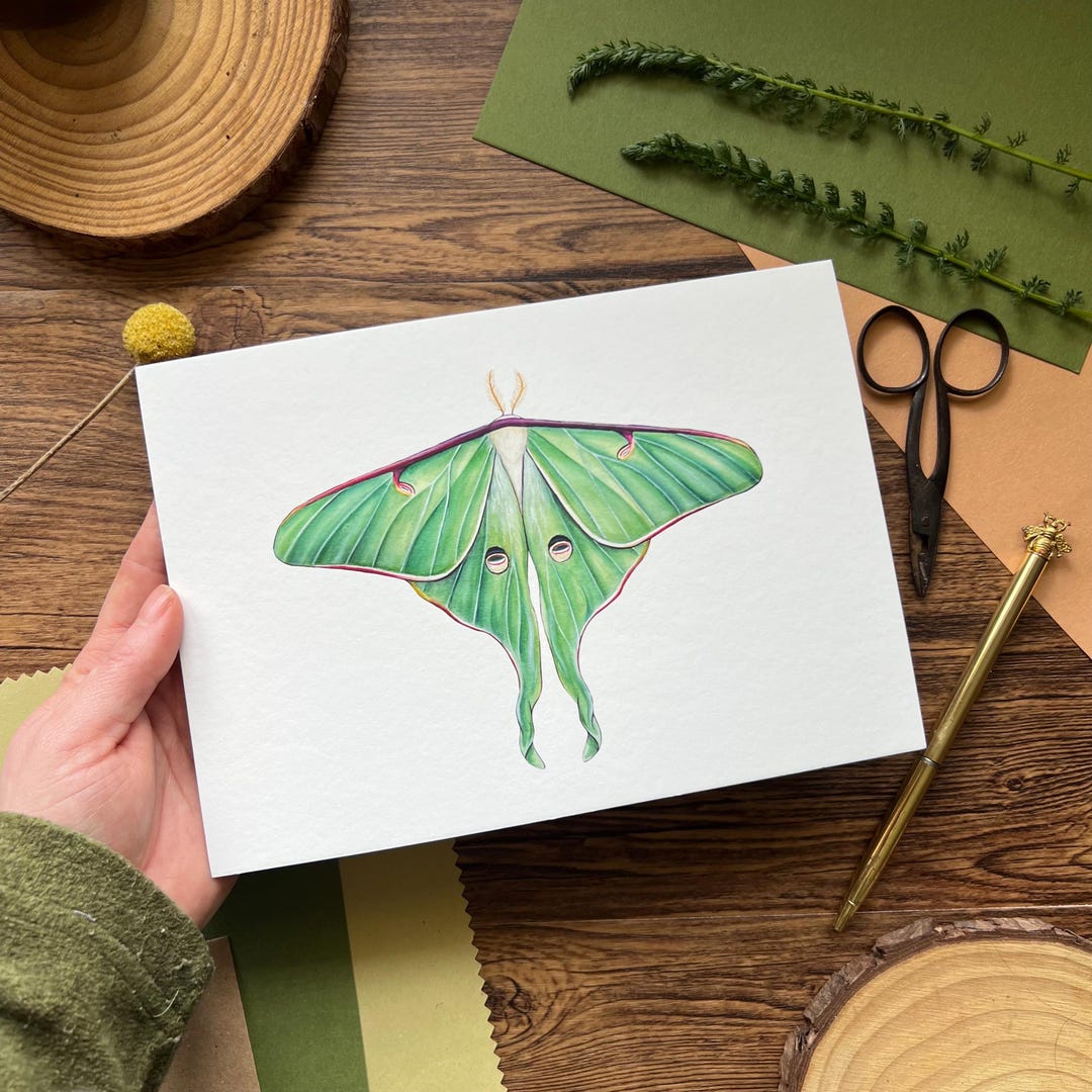 Luna Moth, Watercolour Fine Art Print - Etsy