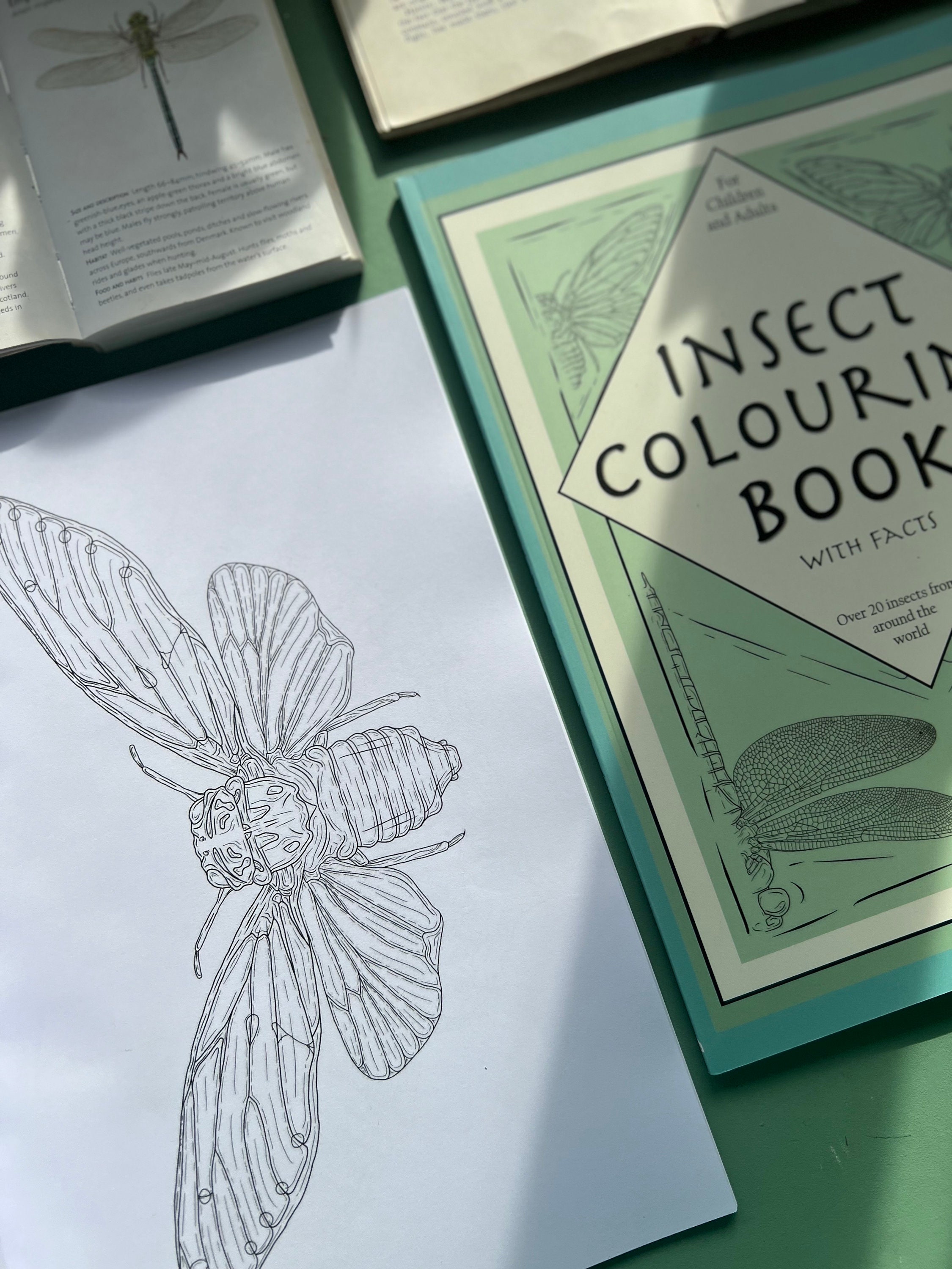 I Insect Colour In Insect Colouring Book With Facts, Entomology Gift, A4 - Etsy