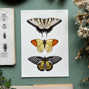 Yellow Butterfly Species, Watercolour Fine Art Print, Entomology