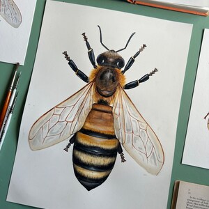 Original Honey Bee Watercolour Painting image 4