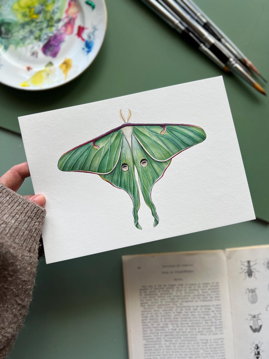 Luna Moth, Watercolour Fine Art Print - Etsy