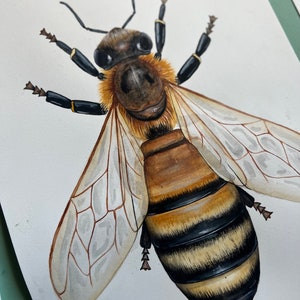 Original Honey Bee Watercolour Painting image 3