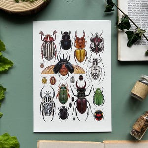 Beetles, Watercolour Fine Art Print, Entomology