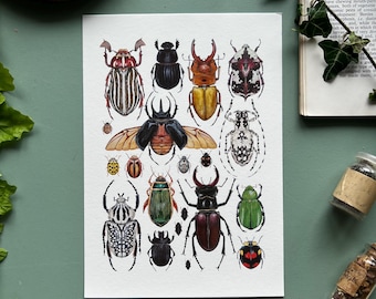 Beetles, Watercolour Fine Art Print, Entomology
